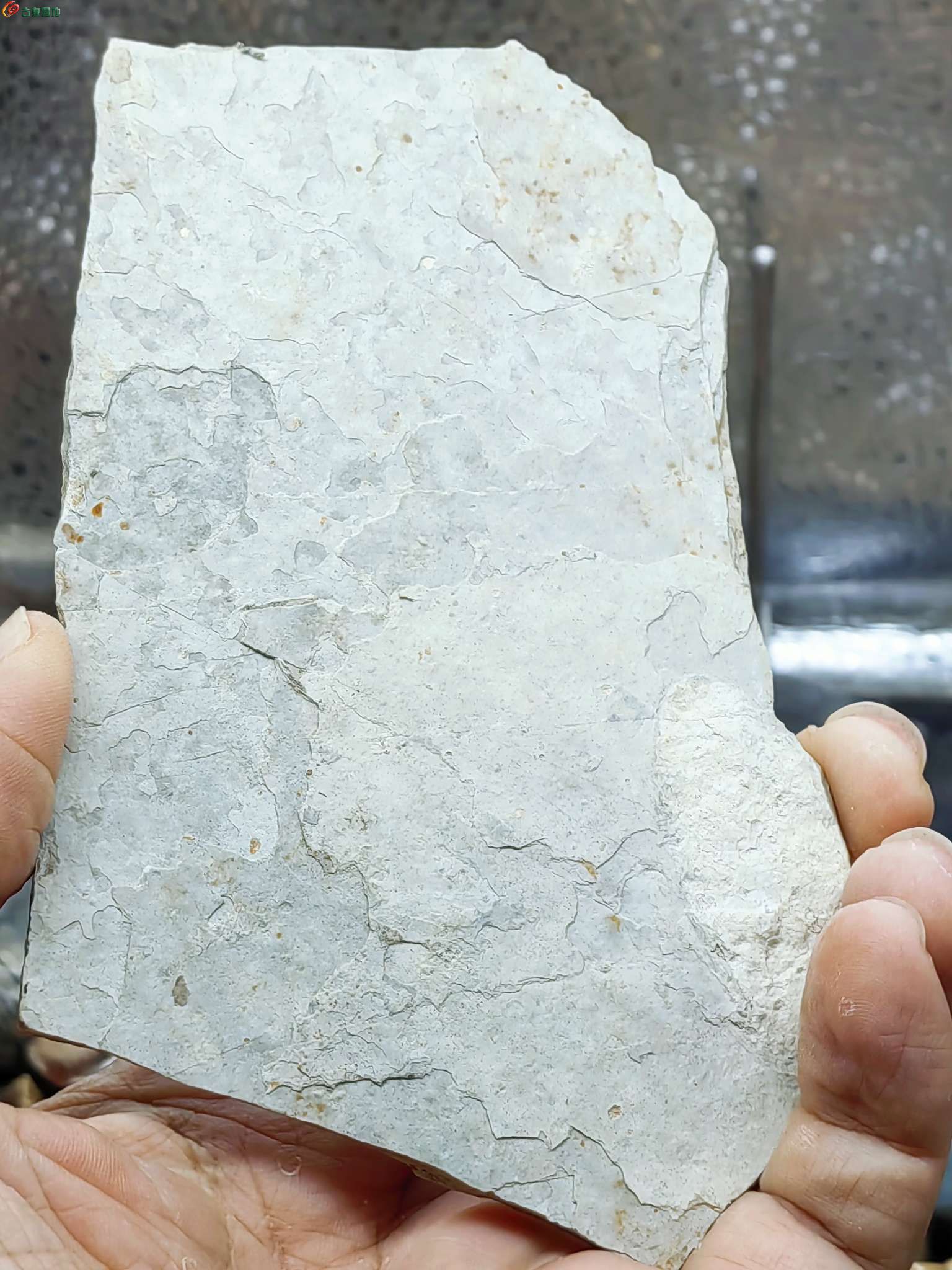 史前侏罗纪时期出的狼鳍鱼化石摆件4.jpg