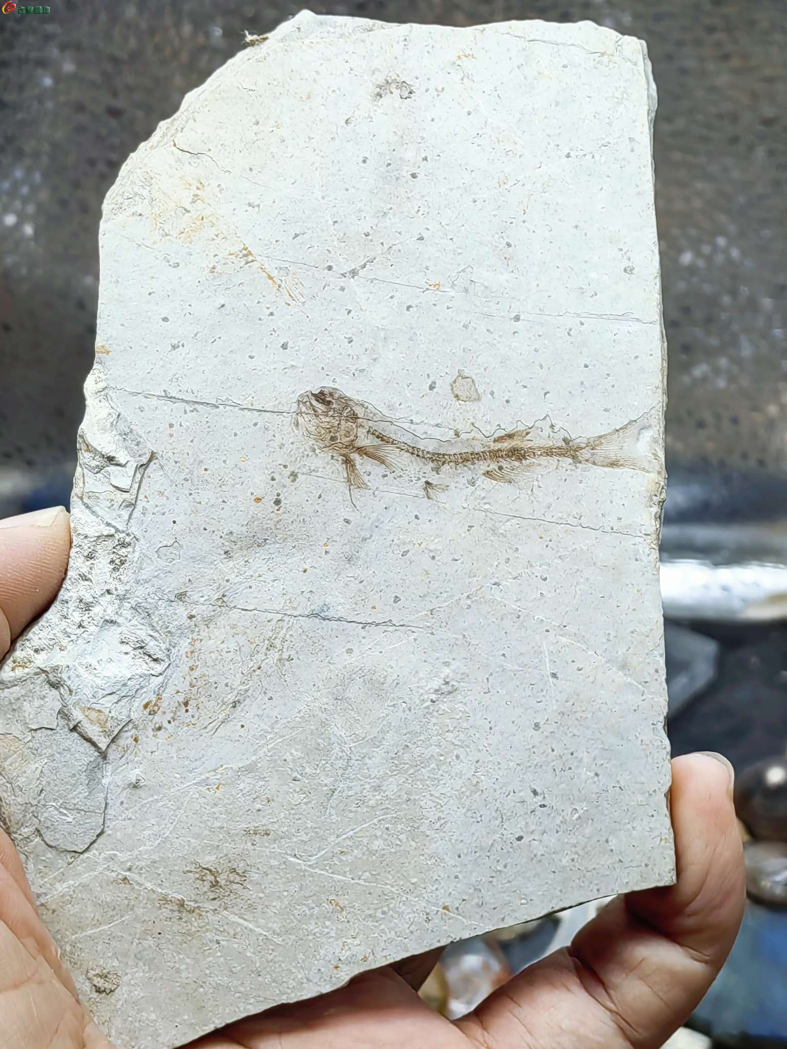 史前侏罗纪时期出的狼鳍鱼化石摆件1.jpg