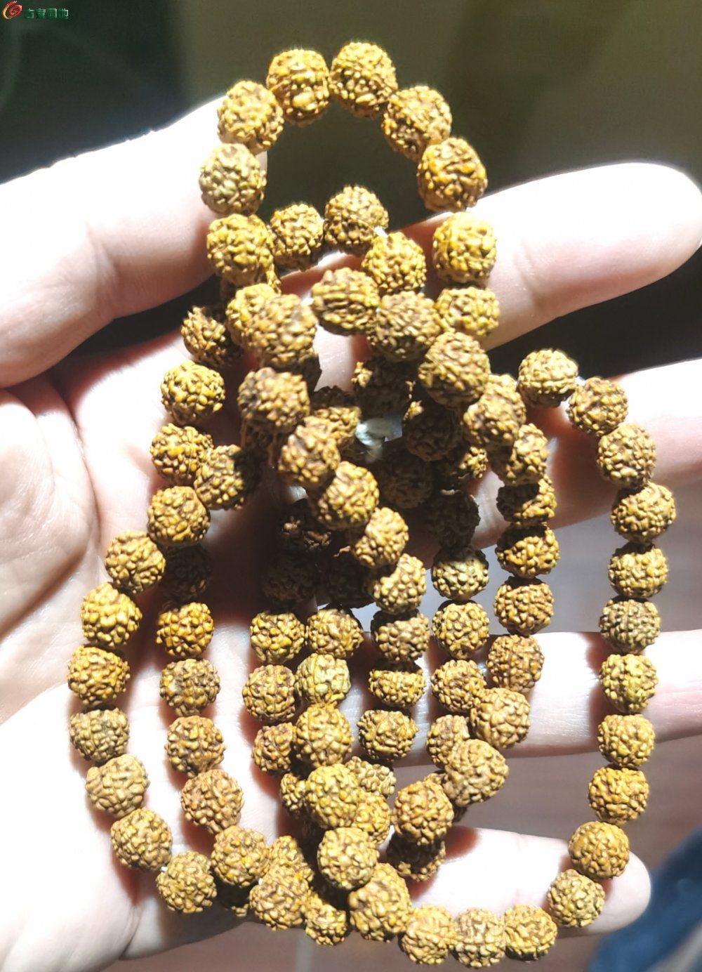 IMG_20260122_222534_edit_22797469947562.