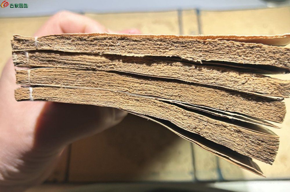85905.jpg