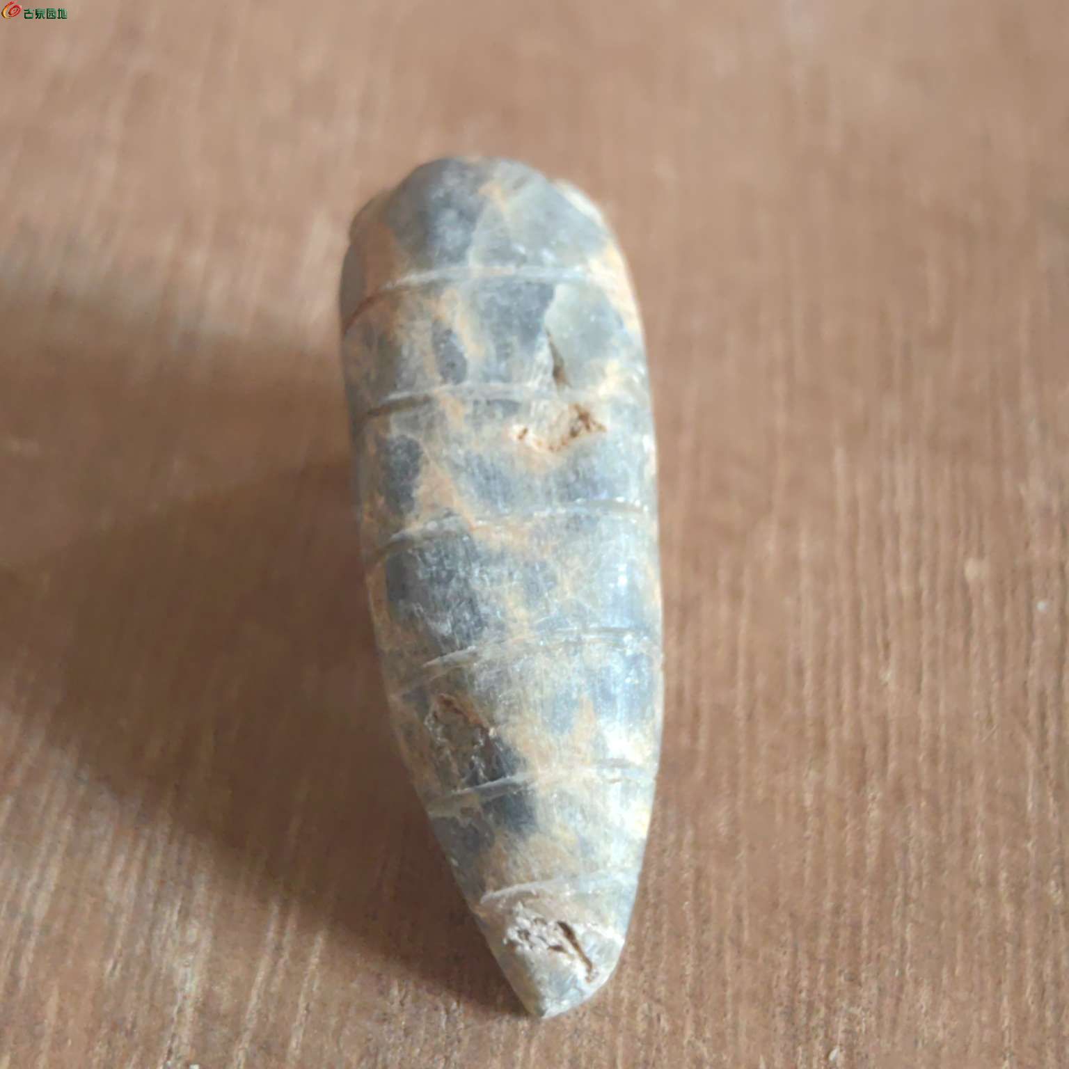 地方玉蝉3.jpg
