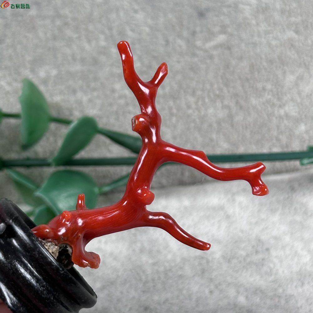 天然红珊瑚树形摆件30-4.jpg