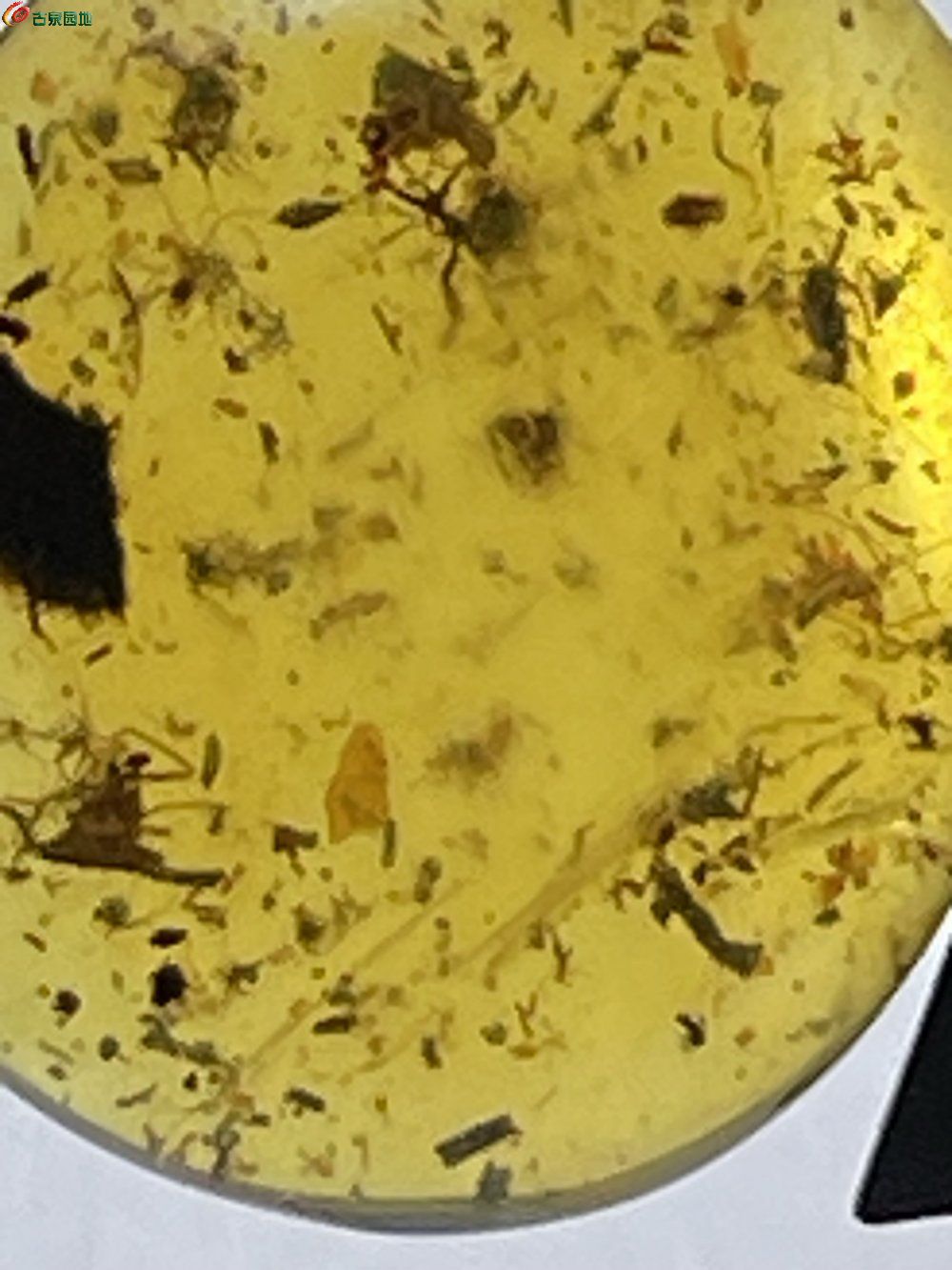 缅甸琥珀🐛虫珀10个9.jpg
